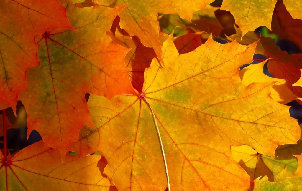Maple leaves turning orange and yellow in autumn sunlight